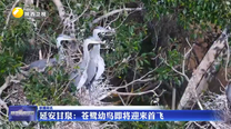 延安甘泉：苍鹭幼鸟即将迎来首飞