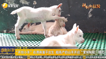 “开挂小羊”在渭南富平出生 超高产奶山羊开启“复制粘贴”模式