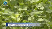 农村大市场 (2026-05-29)