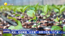 延安：科技赋能“小苹果” 培育千亿级“大产业”