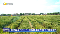 攥牢农业“芯片”    陕西种业振兴跑出“加速度”