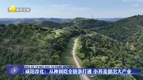 咸阳淳化：从种到吃全链条打通 小荞麦做出大产业