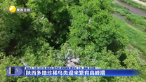 陕西多地珍稀鸟类迎来繁育高峰期