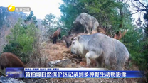 黄柏塬自然保护区记录到多种野生动物影像