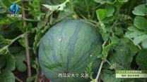 中国农资秀（2026-06-04）