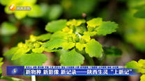 新物种 新影像 新记录——陕西生灵“上新记”