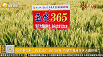 小麦新品种“西农365”通过国审 有望在黄淮麦区大面积推广