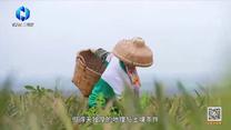 中国农资秀 (2026-06-05)