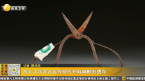西北大学考古发现明代外科麻醉剂遗存