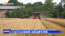 小麦归仓水稻插秧 边收边种不停歇