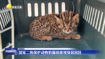 国家二级保护动物豹猫幼崽现身居民区