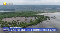 宝鸡千阳：北迁12年 千湖湿地朱鹮种群增至70只