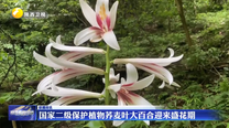 国家二级保护植物荞麦叶大百合迎来盛花期