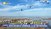 榆林红碱淖遗鸥进入繁殖孵化期 5600多只雏鸟将陆续破壳