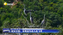 延安甘泉：苍鹭幼鸟进入首飞季