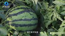 中国农资秀（2026-06-11）