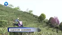 农村大市场 (2026-06-13)