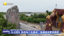 东迁四年 陕西朱鹮在黄河三角洲成功繁育种群