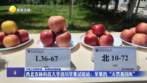 西北农林科技大学洛川苹果试验站：苹果的“天然基因库”