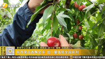 陕西果品香飘全球 出口量值居全国前列