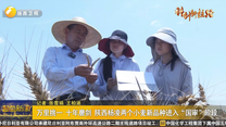万里挑一 十年磨剑 陕西杨凌两个小麦新品种进入“国审”阶段