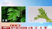 端午插艾别选错 分清“艾”与“蒿”