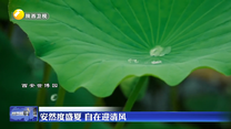安然度盛夏 自在迎清风