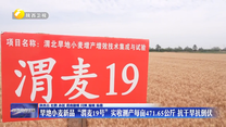 旱地小麦新品“渭麦19号”实收测产每亩471.65公斤 抗干旱抗倒伏