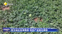 夏至前后瓜果飘香 特色产业助农增收