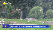 宝鸡千阳：护好朱鹮栖息地 种好有机苹果园
