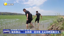 榆林横山：一水两用一田双收 无定河畔稻蟹共生