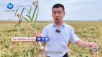 中国农资秀（2026-06-28）
