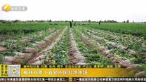 榆林白萝卜首销中国台湾市场