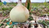 中国农资秀（2026-07-02）