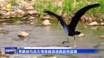 黑鹳幼鸟首次现身商洛洛南县河湿地