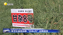 寒旱区油菜良种“甘杂8号”试种成功