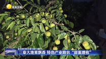 三秦大地果飘香 特色产业助农“甜蜜增收”
