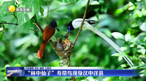 “林中仙子”寿带鸟现身汉中洋县