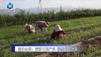 农村大市场 (2026-07-20)