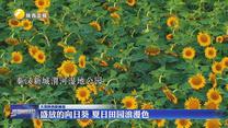 盛放的向日葵 夏日田园浪漫色