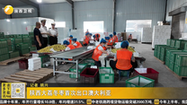 陕西大荔冬枣首次出口澳大利亚