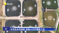 汉中淡水养海虾 首批10万斤即将上市