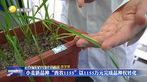 小麦新品种“西农1155”以1155万元完成品种权转化