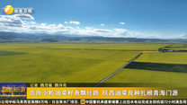 高原小粒油菜籽香飘丝路 陕西油菜良种扎根青海门源