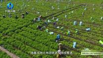 中国农资秀 (2026-07-25)