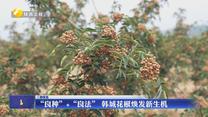 “良种”+“良法” 韩城花椒焕发新生机