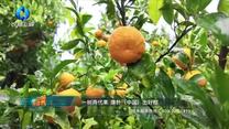 中国农资秀（2026-07-31）
