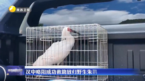汉中略阳成功救助放归野生朱鹮