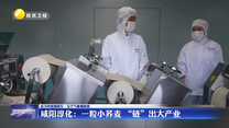 咸阳淳化：一粒小荞麦 “链”出大产业