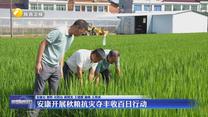 安康开展秋粮抗灾夺丰收百日行动